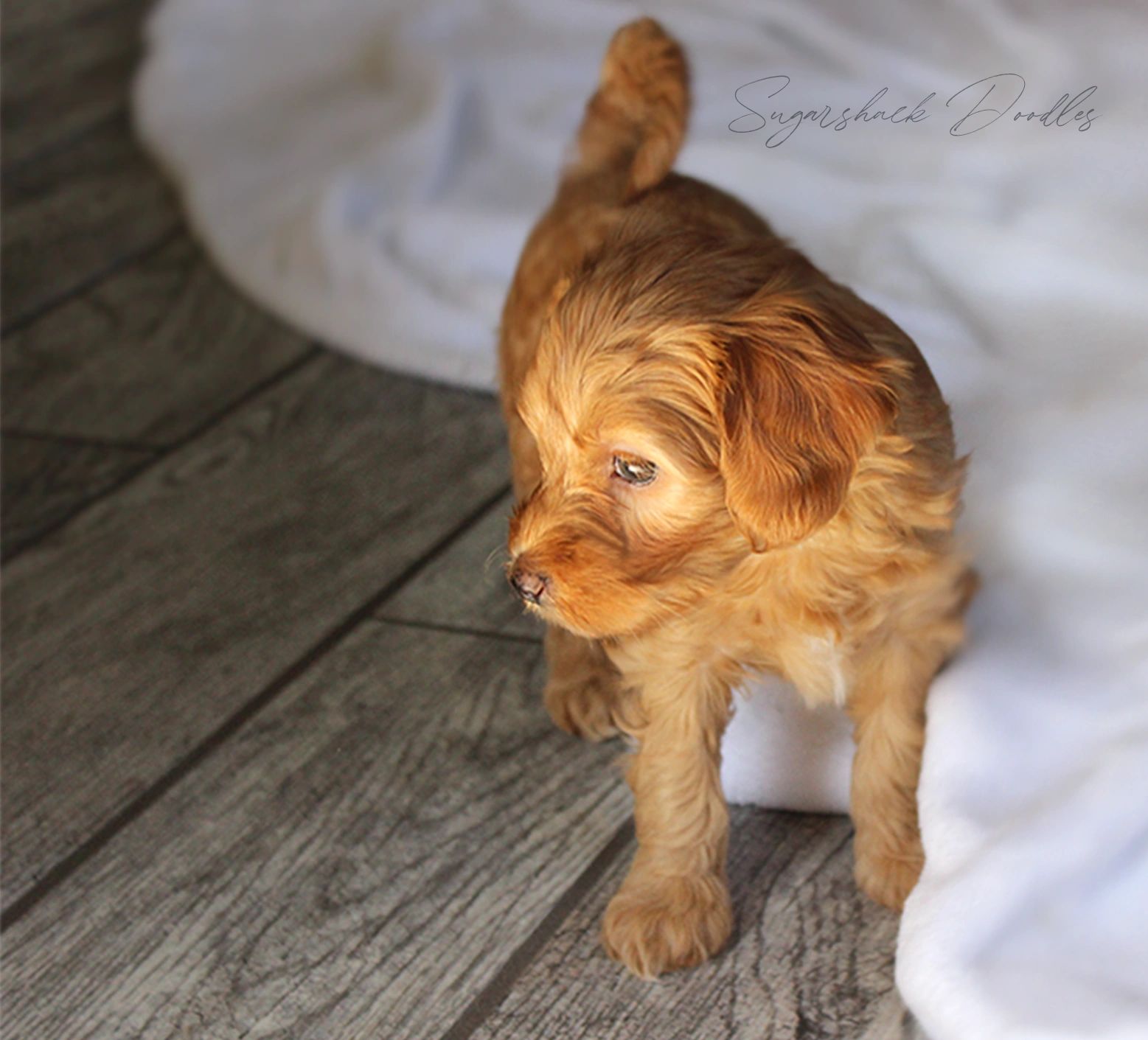 Goldendoodle Puppies, Breeder